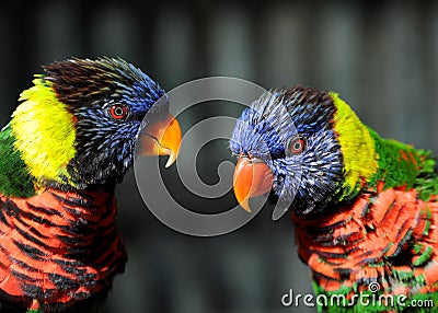 Rainbow Lorikeet Parrot Pair Stock Photo