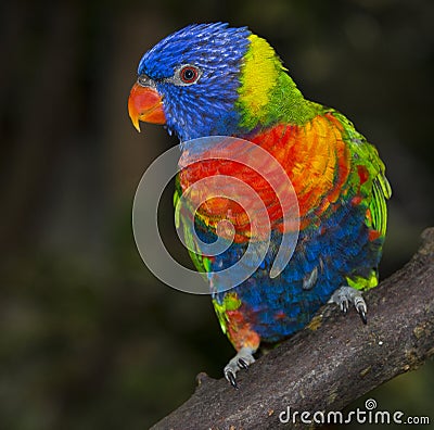 Rainbow lorikeet parrot Stock Photo