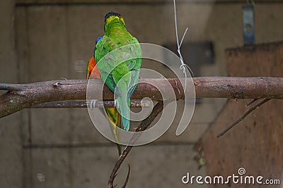 Rainbow Lorikeet perching on the branch Stock Photo