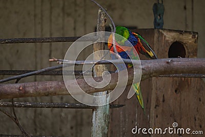 Rainbow Lorikeet perching on the branch Stock Photo