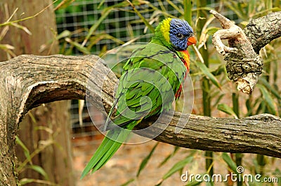 Rainbow lorikeet Stock Photo