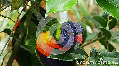 Rainbow Lorikeet, trichoglossus haematodus moluccanus, Adulto in piedi su una filiale, in tempo reale video d archivio Rainbow Lorikeet, trichoglossus haematodus moluccanus, Adulto in piedi su una filiale, in tempo reale video d archivio