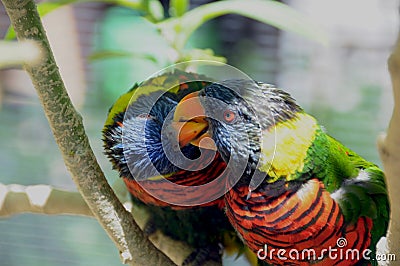 Rainbow Lorikeet Trichoglossus moluccanus Pair of Birds Close Kissing Up Stock Photo