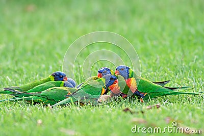 Rainbow lorikeet (Trichoglossus moluccanus) parrot, colorful little bird, birds sit on the green grass in the park Stock Photo