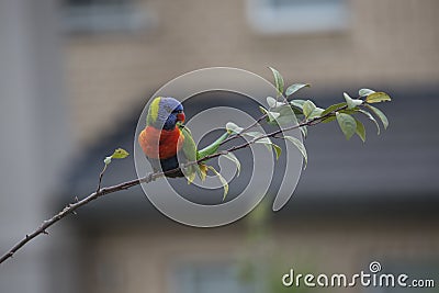 Rainbow Lorikeet, watching and waiting Stock Photo