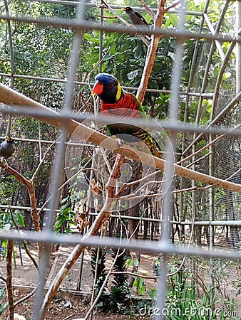 The rainbow lorikeet (Trichoglossus moluccanus) is a species of parrot found in Australia. bird in a cage Stock Photo