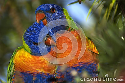 Rainbow Lorikeets Stock Photo