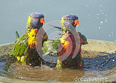 Rainbow lorikeets in a bird bath. Stock Photo
