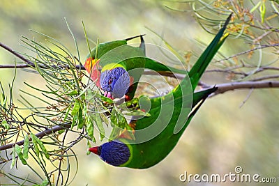 Rainbow lorikeets eating food Stock Photo