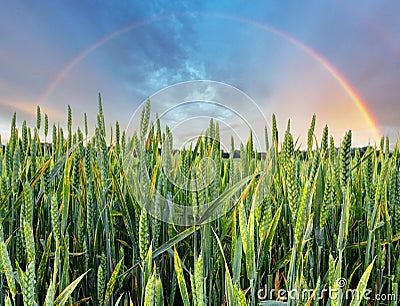 Rainbow over green wheat field Stock Photo