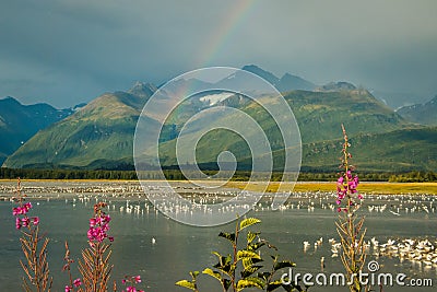 Rainbow over lake with seagulls and fireweed in Valdez, Alaska Stock Photo