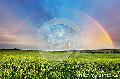 Rainbow over spring field Stock Photo