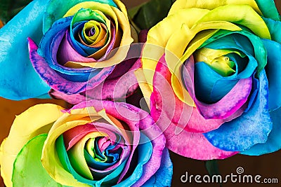 Rainbow rose Stock Photo