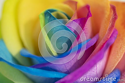 Rainbow rose petal leaves pride colors lbtg Stock Photo