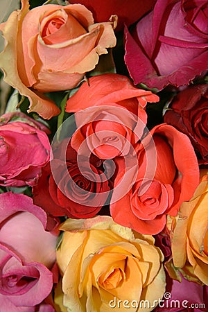 Rainbow Roses Stock Photo