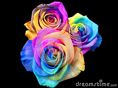 Rainbow roses Stock Photo