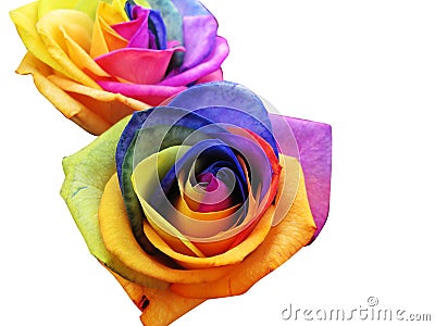 Rainbow roses Stock Photo