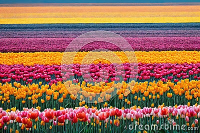 Rainbow rows of flowers planted in tulip field during spring flowering. Stock Photo