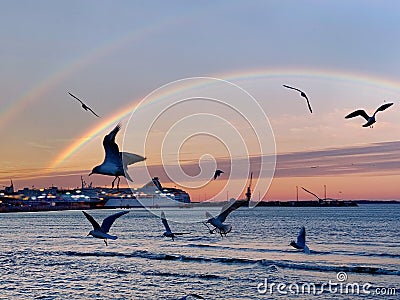 Rainbow Seagull fly in harbor , sunset at sea ,Tallinn ship on horizon at Baltic sea Tallinn,Estonia Stock Photo