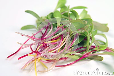 Rainbow Swiss chard microgreens Stock Photo