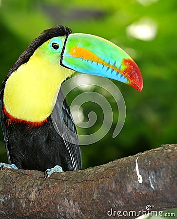 Rainbow toucan Stock Photo