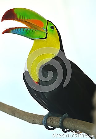 Rainbow Toucan Stock Photo