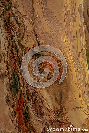 Rainbow tree bark or Eucalyptus deglupta tree Stock Photo