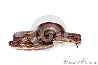 Rainbow tree boa on white background Stock Photo