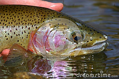 Rainbow trout Stock Photo