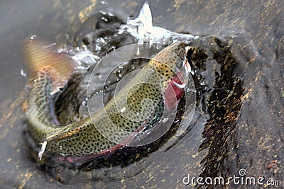 Rainbow Trout Stock Photo