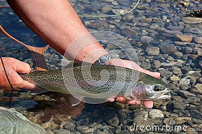 Rainbow Trout Stock Photo