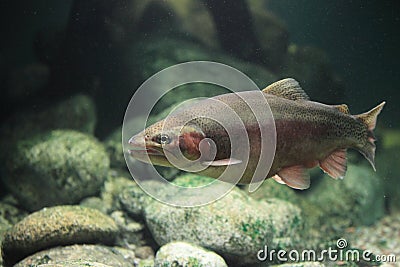 Rainbow trout Stock Photo