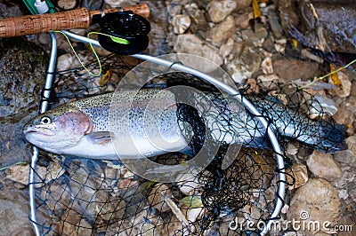 Rainbow trout in landing net Stock Photo