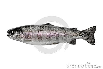 Rainbow trout Stock Photo