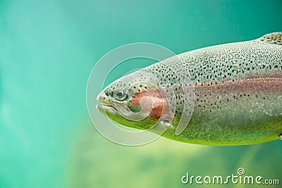 Rainbow trout Oncorhynchus mykiss close-up floating under aquamarine water background Stock Photo