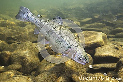 Rainbow trout Oncorhynchus mykiss close-up under water Stock Photo