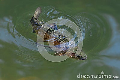 The rainbow trout Oncorhynchus mykiss in the lake.The rainbow trout Oncorhynchus mykiss in the lake.Trout in the green water o Stock Photo