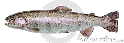 Rainbow trout river fish isolated. Stock Photo