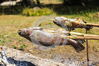 Rainbow Trout on Sticks Cooked Above Live Coal Stock Photo