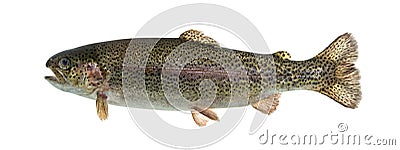 Rainbow trout swimming, isolated Stock Photo