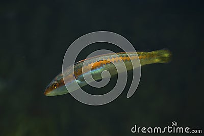 Rainbow wrasse Coris julis. Stock Photo