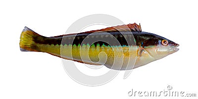 Rainbow Wrasse (Coris Julis) Stock Photo