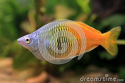 Rainbowfish male in aquarium Stock Photo