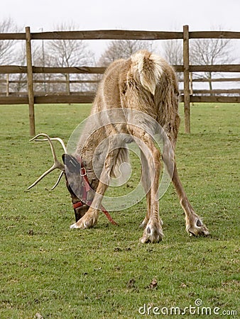 Raindeer Stock Photo