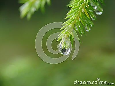 Raindrop Stock Photo