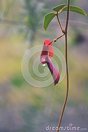 Raindrop on an Australian Dusky Coral Pea Stock Photo