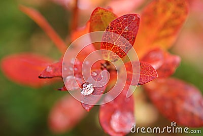 Raindrop On Autumn Leaf Stock Photo