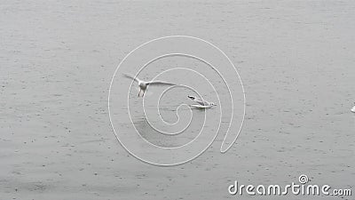 Raindrop falling and seagulls swimming on the sea water during rainy season Stock Photo