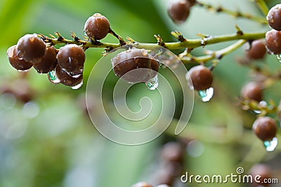 Raindrop on fruit of agavaceae Stock Photo