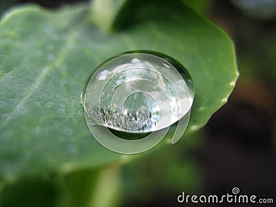 Raindrop on leaf. Close up Stock Photo